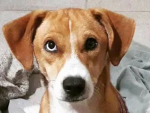 Cachorro raça Não definida  idade 2 anos nome Meg