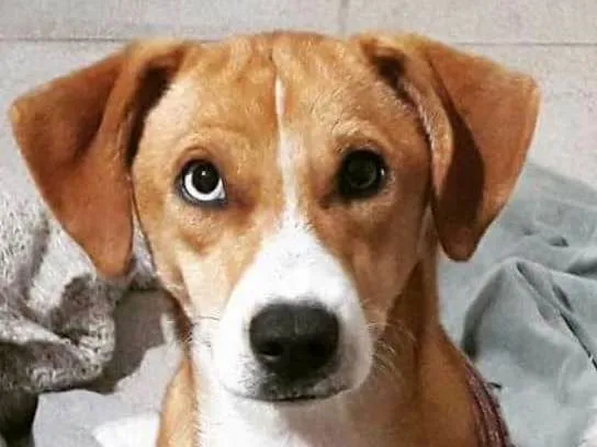 Cachorro ra a Não definida  idade 2 anos nome Meg