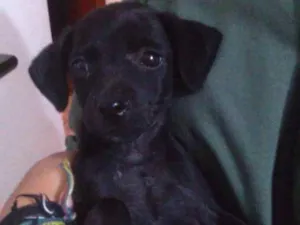 Cachorro raça srd idade 2 a 6 meses nome Pinguim