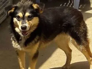 Cachorro raça srd idade 4 anos nome Bibi