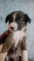 Fofinhos