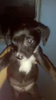 Fofinhos