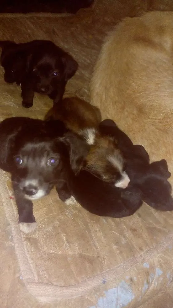Cachorro ra a Vira lata idade Abaixo de 2 meses nome Fofinhos