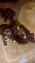 Fofinhos