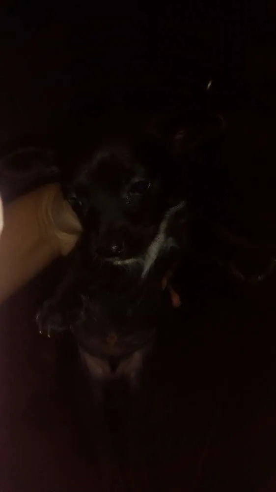 Cachorro ra a Vira lata idade Abaixo de 2 meses nome Fofinhos