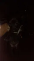 Fofinhos