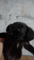 Fofinhos
