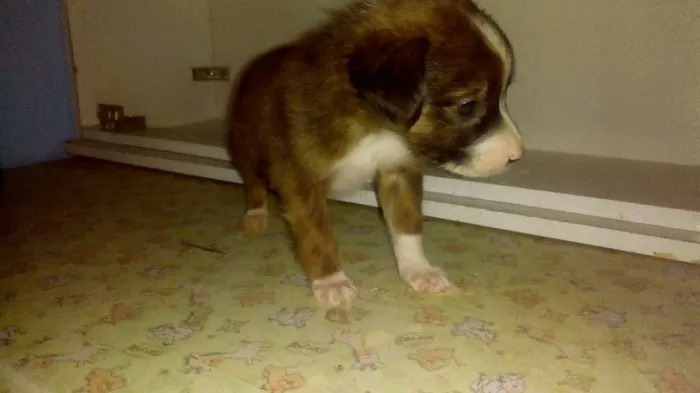 Cachorro ra a Vira lata idade Abaixo de 2 meses nome Fofinhos
