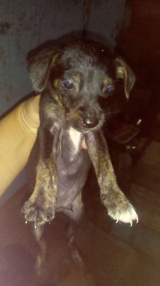 Cachorro ra a Vira lata idade Abaixo de 2 meses nome Fofinhos