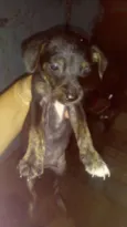 Fofinhos