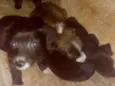 Fofinhos
