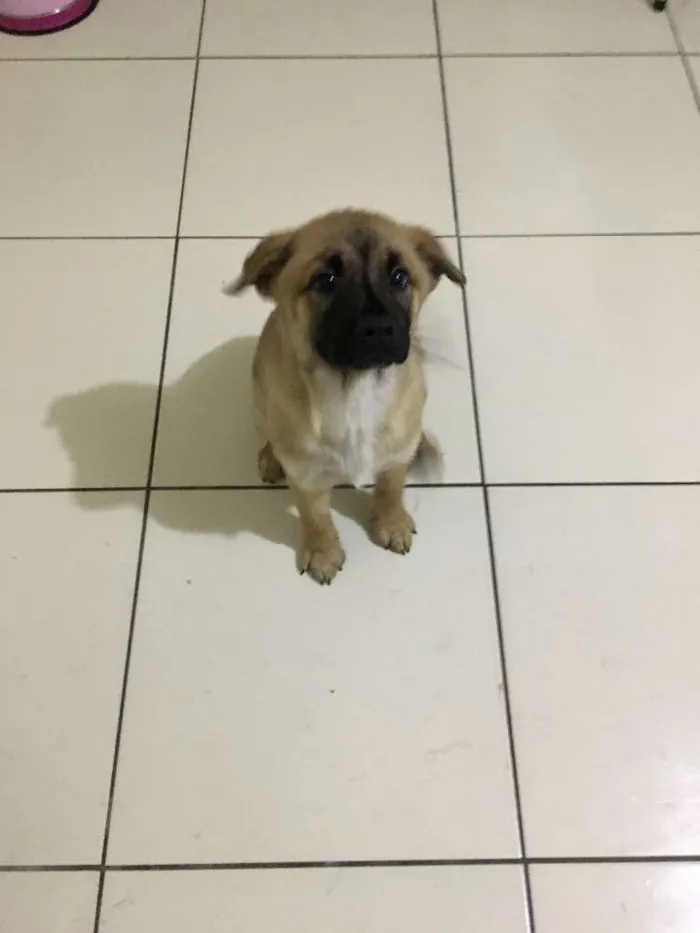 Cachorro ra a Vira Lata idade 2 a 6 meses nome Lolis