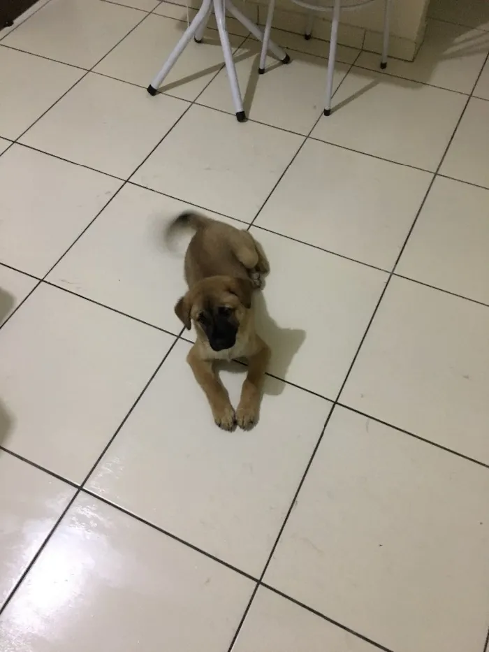 Cachorro ra a Vira Lata idade 2 a 6 meses nome Lolis