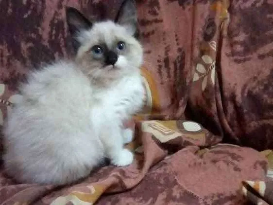 Gato ra a Siamês idade 2 a 6 meses nome Kirina