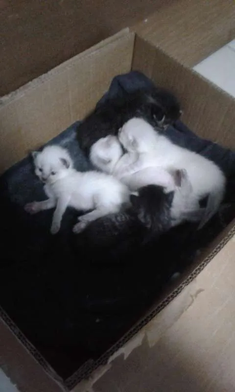 Gato ra a Misturado idade Abaixo de 2 meses nome Filhotinhos
