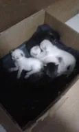 Filhotinhos
