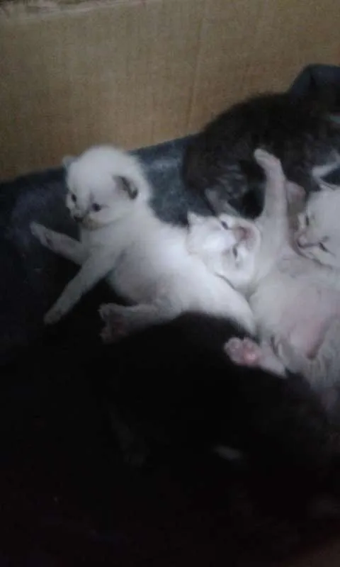 Gato ra a Misturado idade Abaixo de 2 meses nome Filhotinhos