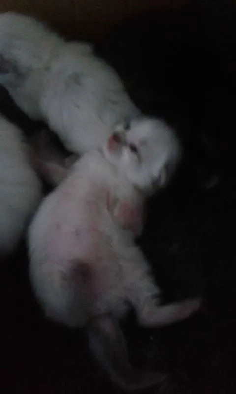 Gato ra a Misturado idade Abaixo de 2 meses nome Filhotinhos