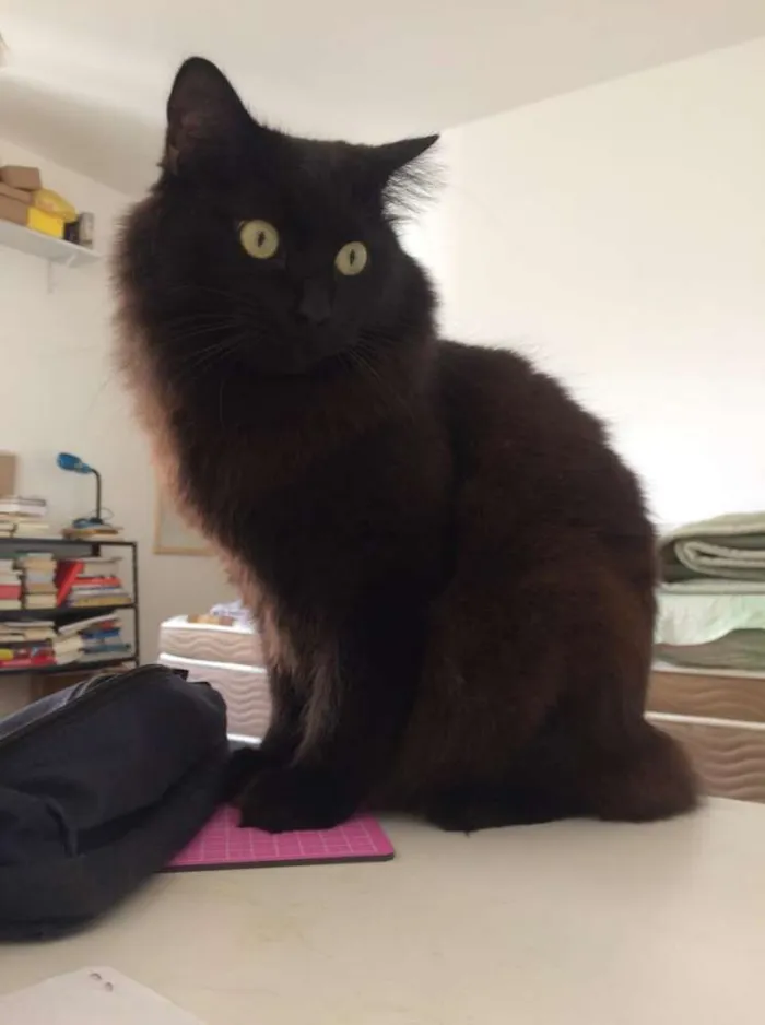 Gato ra a SRD idade 2 anos nome Belchior