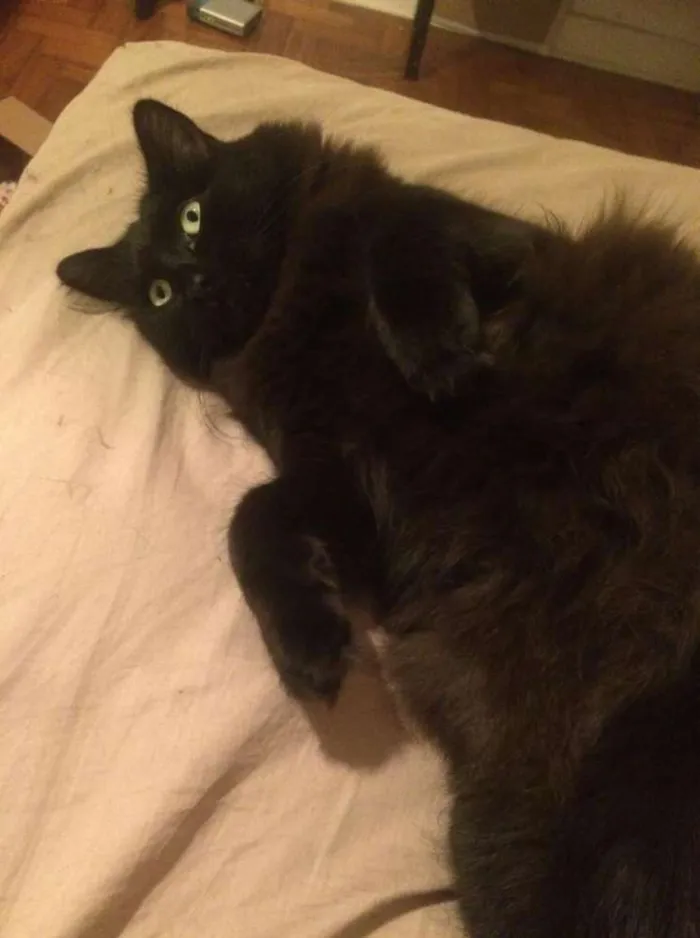 Gato ra a SRD idade 2 anos nome Belchior