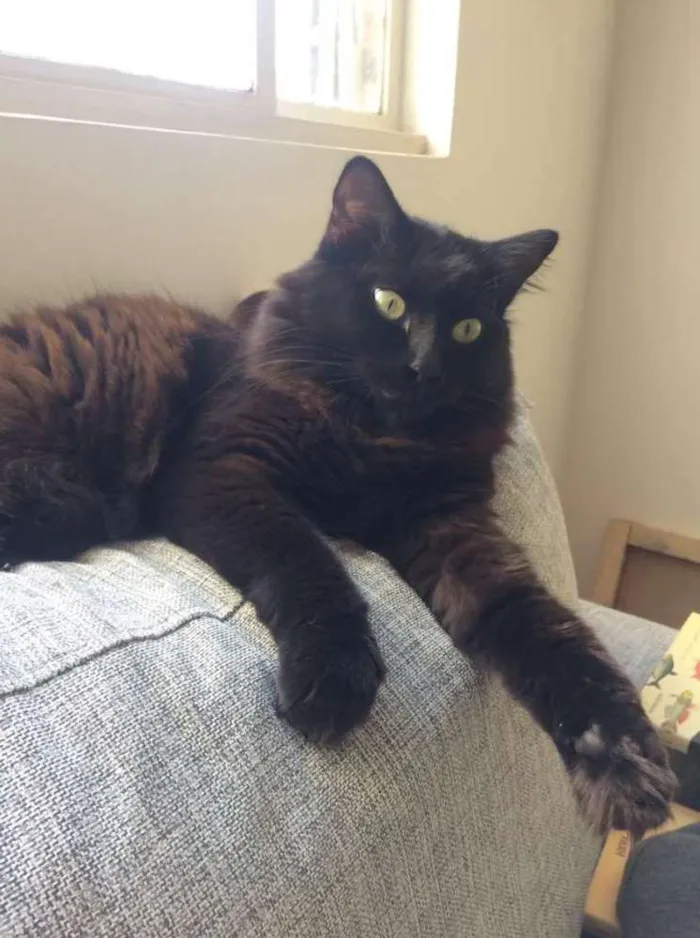 Gato ra a SRD idade 2 anos nome Belchior