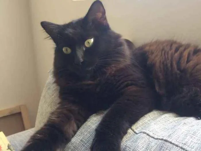 Gato ra a SRD idade 2 anos nome Belchior