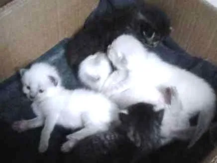 Gato ra a Misturado idade Abaixo de 2 meses nome Filhotinhos