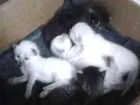 Gato raça Misturado idade Abaixo de 2 meses nome Filhotinhos