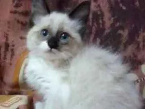 Gato raça Siamês idade 2 a 6 meses nome Kirina
