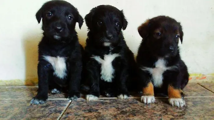 Cachorro ra a Indefinida idade 2 a 6 meses nome Bolinha, leona, Thor