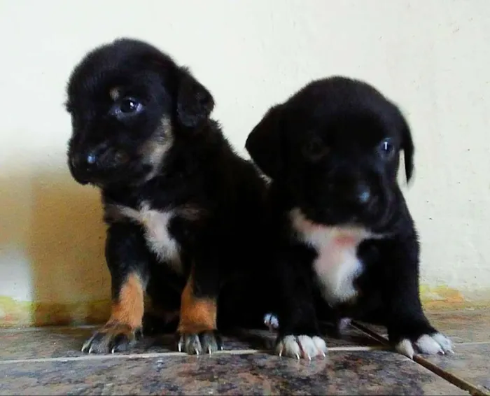 Cachorro ra a Indefinida idade 2 a 6 meses nome Bolinha, leona, Thor