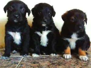 Cachorro raça Indefinida idade 2 a 6 meses nome Bolinha, leona, Thor