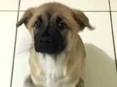 Cachorro ra a Vira Lata idade 2 a 6 meses nome Lolis