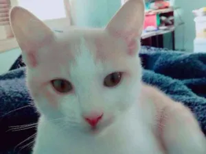 Gato raça Não definida idade 2 a 6 meses nome Tiquinho