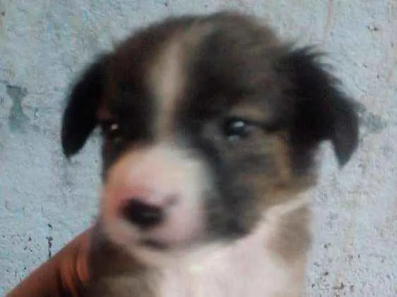 Cachorro ra a Vira lata idade Abaixo de 2 meses nome Fofinhos
