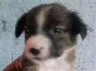 Cachorro raça Vira lata idade Abaixo de 2 meses nome Fofinhos