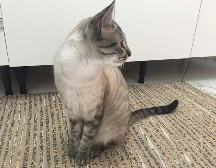 Gato ra a  idade 7 a 11 meses nome Cookie