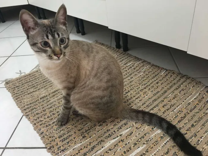 Gato ra a  idade 7 a 11 meses nome Cookie