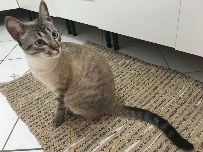Gato ra a  idade 7 a 11 meses nome Cookie
