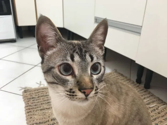 Gato ra a  idade 7 a 11 meses nome Cookie