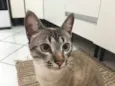 Cookie