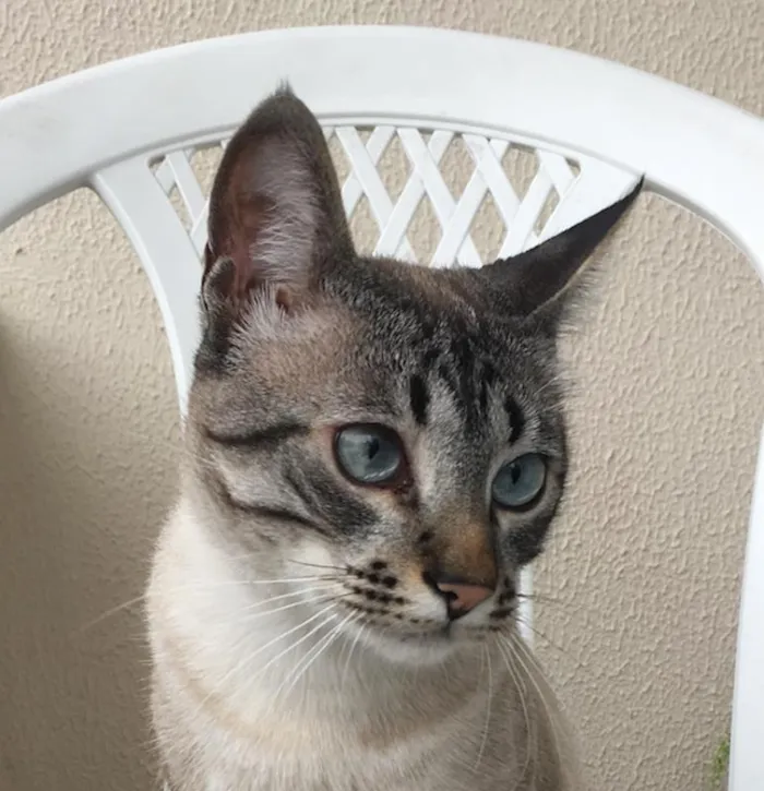 Gato ra a  idade 7 a 11 meses nome Cookie