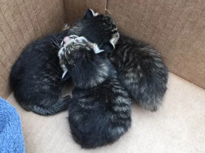 Gato ra a Nao inidentificável   idade Abaixo de 2 meses nome Recém nascido 