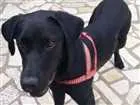 Cachorro raça Labrador idade 7 a 11 meses nome khal