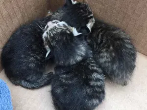 Gato raça Nao inidentificável   idade Abaixo de 2 meses nome Recém nascido 