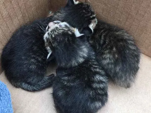 Gato ra a Nao inidentificável   idade Abaixo de 2 meses nome Recém nascido 