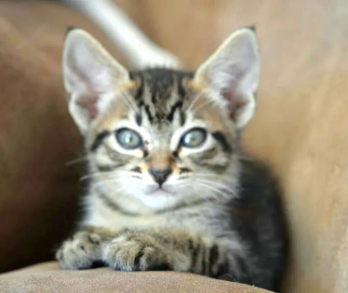 Gato ra a  idade 2 a 6 meses nome Listrada 
