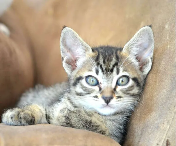 Gato ra a  idade 2 a 6 meses nome Listrada 