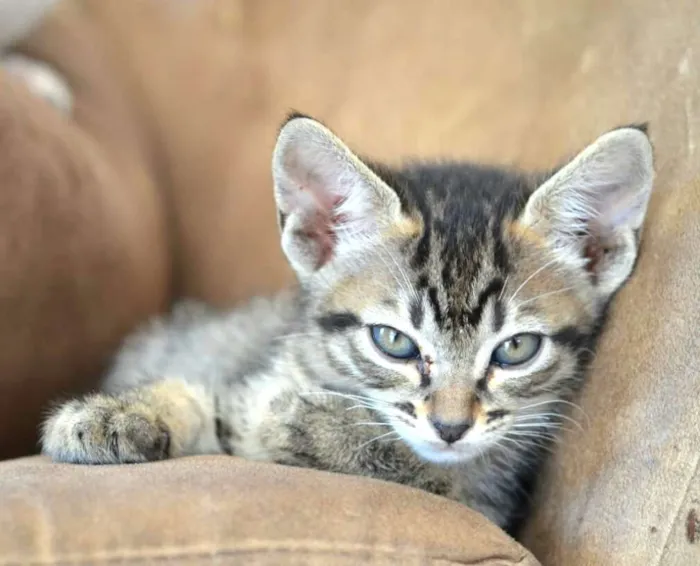 Gato ra a  idade 2 a 6 meses nome Listrada 