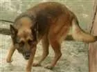 Cachorro raça Pastor alemão  idade 6 ou mais anos nome Teodora